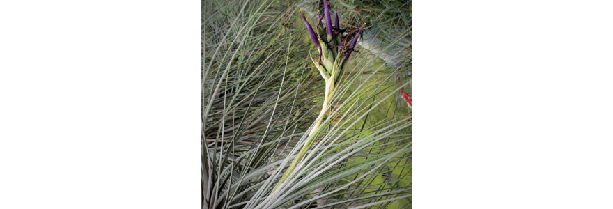 produits tillandsia